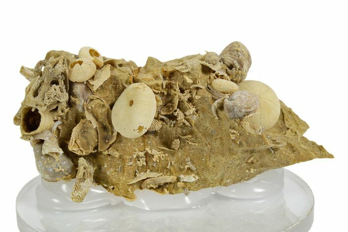 Miniature Fossil Cluster (Bivalves, Brachiopods, Urchins) - France #349316